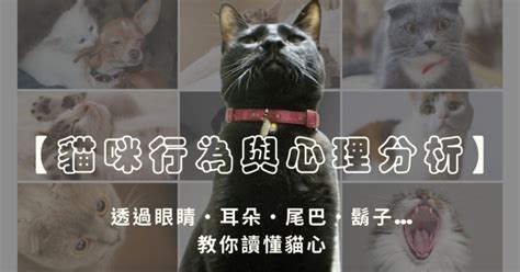 跑貓 意思|附圖【貓咪行為與心理分析】透過眼睛、耳朵、尾巴、鬍子…教你。